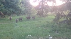 Prievidza našla riešenie na problém s premnoženými diviakmi