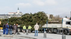 Silný vietor prevrátil 11-metrový vianočný stromček v Nitre