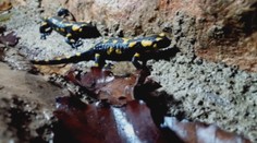 Príchod jari v Slovenskom krase? Toto stvorenie je toho dôkazom