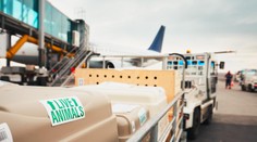 Súd rozhodol, že aj pes v lietadle je batožina. Majitelia nebudú mať nárok na vyššie odškodné za ich stratu