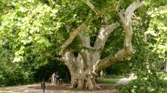 Najkrajší strom v Európe rastie v slovenskej obci