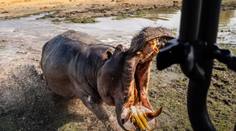 VIDEO: Neprestali nakrúcať, ani keď išlo do tuhého. Na dvojicu turistov zaútočil takmer slepý hroch
