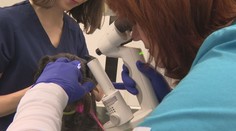 Unikátny objav košických vedcov. Špeciálne kvapky pomôžu psom s týmto ochorením