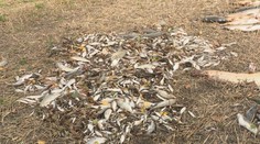 Rybári ostali šokovaní. V jazere na Záhorí uhynulo 700 rýb, príčinu stále zisťujú