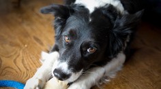 Nebezpečné žuvacie kosti pre psov. Veterinári varujú pred závažnými problémami