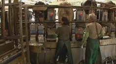 Horúčavy vplývajú aj na kvalitu mlieka: Zvieratá si počas nich užívajú sprchovanie