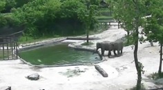 Zvieracia láska je nekonečná. Dospelé slony zachránili topiace sa sloníča