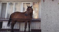 Poliak ustajnil koňa na balkóne. Bál sa zlodejov