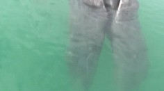 Príroda sa na tejto veľrybe „vyhrala": Ide o raritné siamské dvojčatá