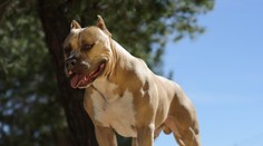 Zúrivý útok pitbulov na videu. Muža napadli pri kostole