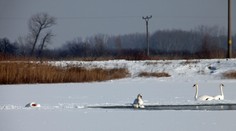 Vtáčia chrípka sa objavila v ďalšom regióne. Veterinárna správa nariadila viaceré opatrenia