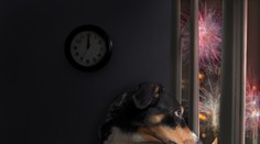 Silvester a zvieratá: Ako pomôcť vašim miláčikom zvládnuť ho bez stresu?