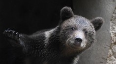 Kvôli medveďom vyhlásili mimoriadnu situáciu v celom Prešovskom kraji. Zisťovali sme dôvod