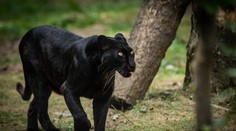 Po Liptovskom Mikuláši sa túla nebezpečné zviera. Veľká čierna šelma vystrašila ľudí