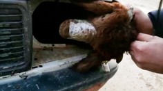VIDEO: Neuveriteľné, kam pašeráci ukryli živé ovce. Colníci v Turecku niečo také ešte nezažili