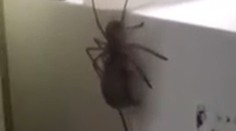 Tak toto ste ešte nevideli. Neuveríte, čo ťahá pavúk po stene