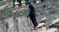 VIDEO: Medveď alebo človek v kostýme? Zábery z čínskej zoo vyvolali podozrenie z podvodu