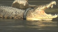 Máte radi výzvy? Za odstránenie pneumatiky z hlavy krokodíla dostanete odmenu