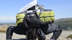 Nosom vytlačil ružičkový kel na najvyššiu horu vo Walese