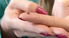 Prípady kliešťovej encefalitídy rapídne stúpajú. V dvoch krajoch vyhlásili epidémiu