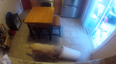 Pes "kazisvet" prichytený pri čine. Čo robí, keď je doma sám?