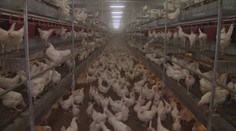 Európu strašia nebezpečné nákazy zvierat. Ochoreli už aj domáci miláčikovia