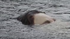 VIDEO: V Bilbau pláva hlava topiaceho sa dievčaťa, ľudia sú znepokojení
