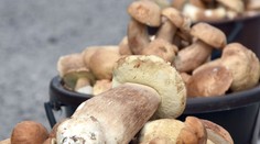 FOTO: Dubáky rastú ako divé, predávajú ich aj popri cestách