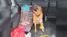 Slováci sa spojili pre dobrú vec. Záchranárskemu psovi sa po dopravnej nehode vyzbierali na operáciu a liečbu