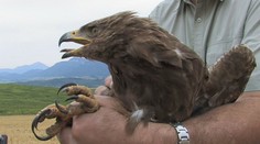 Slovenská orlica Anička na šesť rokov zmizla z dohľadu ochranárov. Teraz zistili, že žije a chystá sa na veľkú cestu