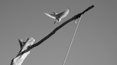 Manželia dostali trest smrti za jednu SMS správu