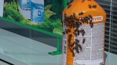 FOTO+VIDEO: Na benzínke vypustil roj včiel a odišiel. Vraj skúšal, či samy trafia domov