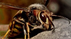 Kolaps v živočíšnej ríši? Vyhynutie hmyzu by mohlo zničiť aj ľudstvo