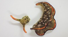 VIDEO: Vedci našli majstra regenerácie. Z oddelenej hlavy morského slimáka dorastie celé telo