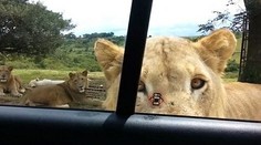 Šok v safari parku. Levica otvorila dvere od auta