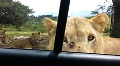 Šok v safari parku. Levica otvorila dvere od auta