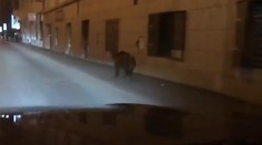 Po centre Bratislavy sa preháňal diviak