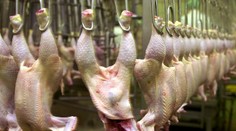 Nakazené kuracie mäso z Česka skončilo v obchodoch na Považí. K ľuďom sa už zrejme dostalo