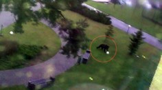 Nevie sa dočkať EURA 2016? Tatranský medveď predviedol nevídané divadlo