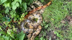 Z exotiky na Slovensko. Pri Šamoríne sa zjavili obrovské hady