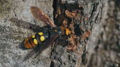 Obyvatelia Šiah sa zľakli, že natrafili na ázijského predátora. Z desivého hmyzu sa však vykľulo niečo úplne iné