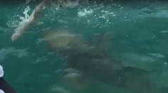 VIDEO: Rybár už mal žraloka na háčiku, obrovská ryba ho zhltla ako jednohubku