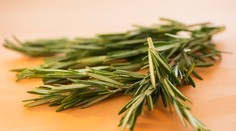 Aromatická bylinka môže pomôcť pri liečbe Alzheimera. Vedcov prekvapil nový objav