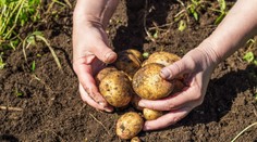 Takéto drahé zemiaky sme ešte nemali! Za všetko môže vlaňajšie sucho