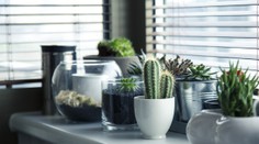 Ako sa vyhnúť mastnej pokute: Tieto suveníry si z dovolenky radšej nenoste