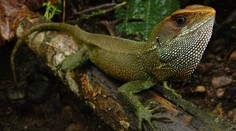 FOTO: Vedci objavili v Južnej Amerike nový druh jaštera. Pomenovanie dostal po spevákovi známej kapely