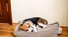 Nebezpečná parazitárna choroba psov sa šíri Slovenskom. Môže skončiť zlyhaním srdca