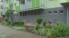 Obyvatelia Novej Bane pred vchodmi vo veľkom pestujú kvety či bylinky. Mesto im na to po novom prispeje