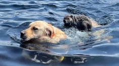 Chlpatý stopár baví sociálne siete. Svišť sa k brehu zviezol na chrbte prekvapeného psa