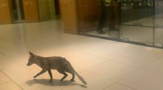Votrelec v britskom parlamente: Líška nechala pred dverami poslankyne „smradľavý“ odkaz